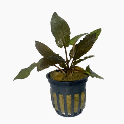 Cryptocoryne Tropica plant with textured leaves in a planted aquarium
