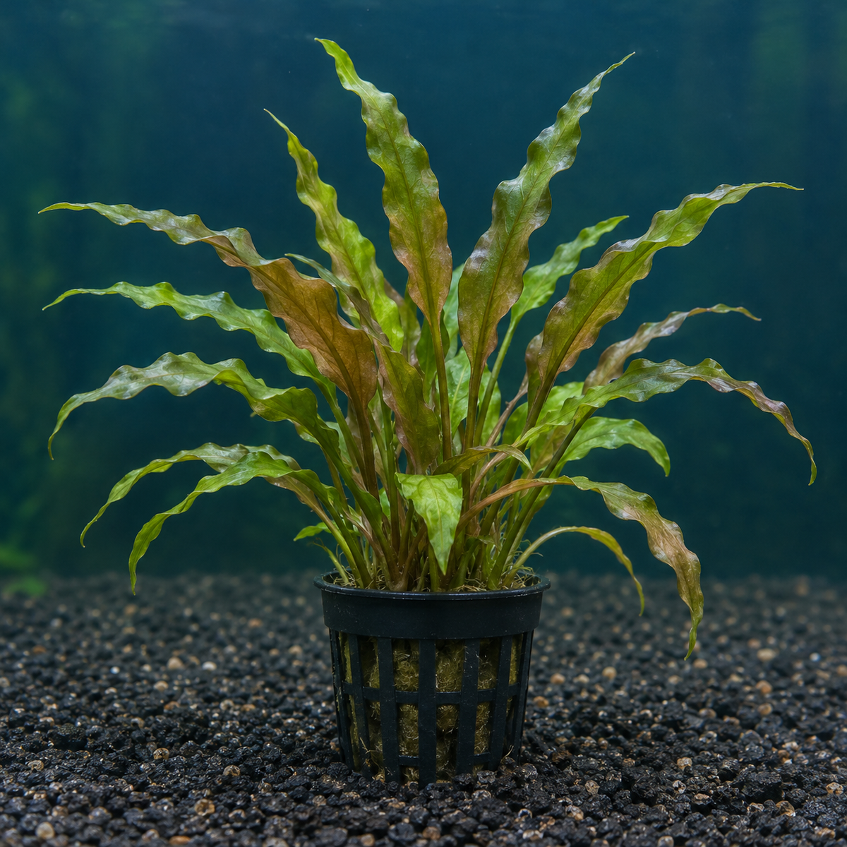 Cryptocoryne Undulata in planted aquarium