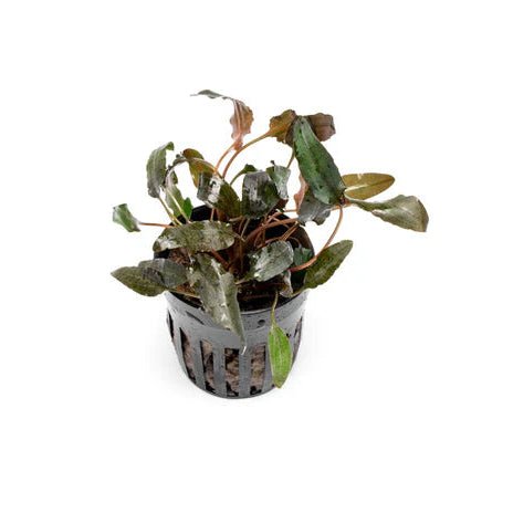 Cryptocoryne Wendtii 'Bronze' in planted aquarium
