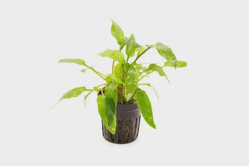 Cryptocoryne Wendtii 'Green' in planted aquarium