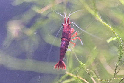 Dark Bloody Mary Neocaridina shrimp with deep red coloration on aquarium plant