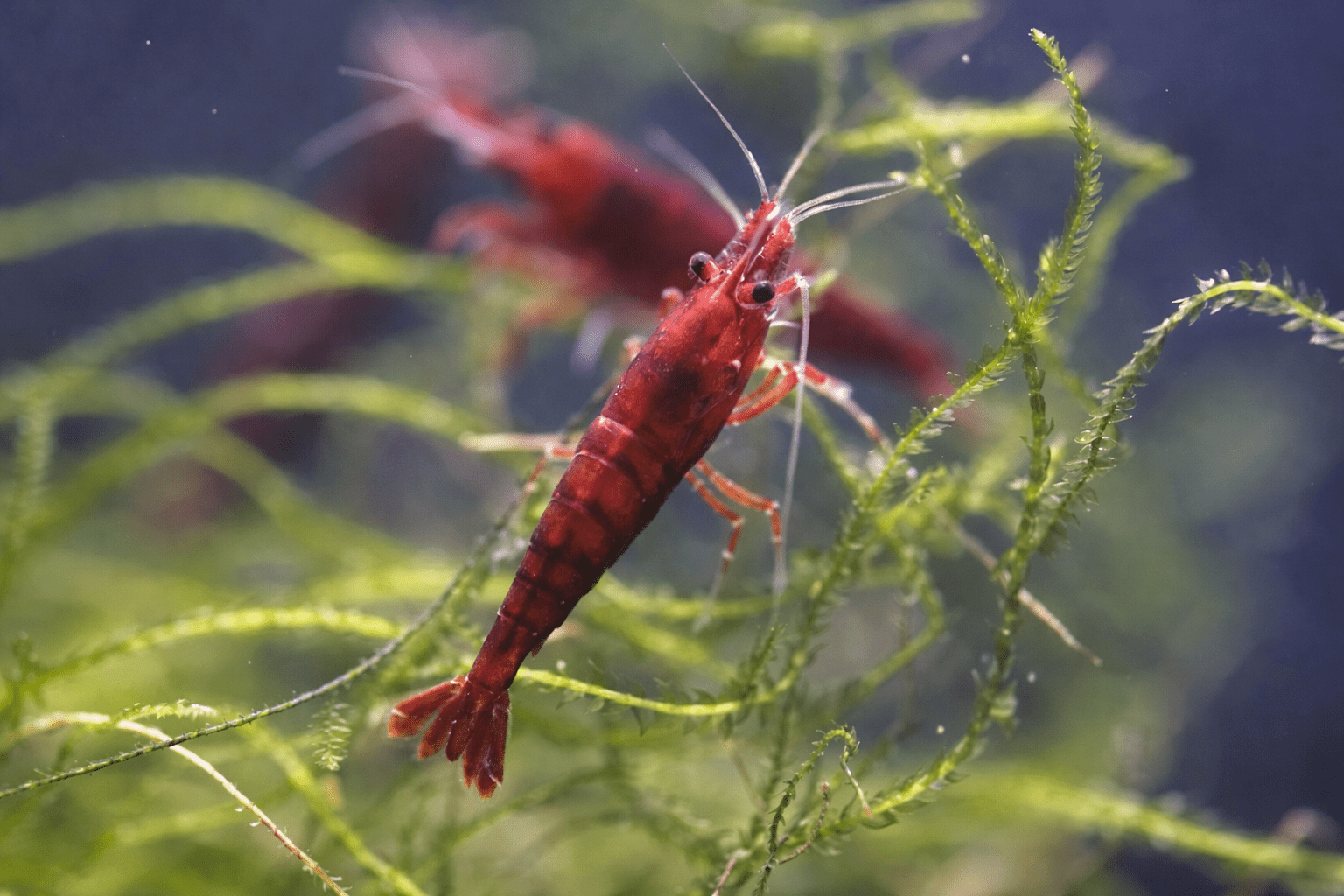 Dark Bloody Mary Neocaridina shrimp with deep red coloration on aquarium plant