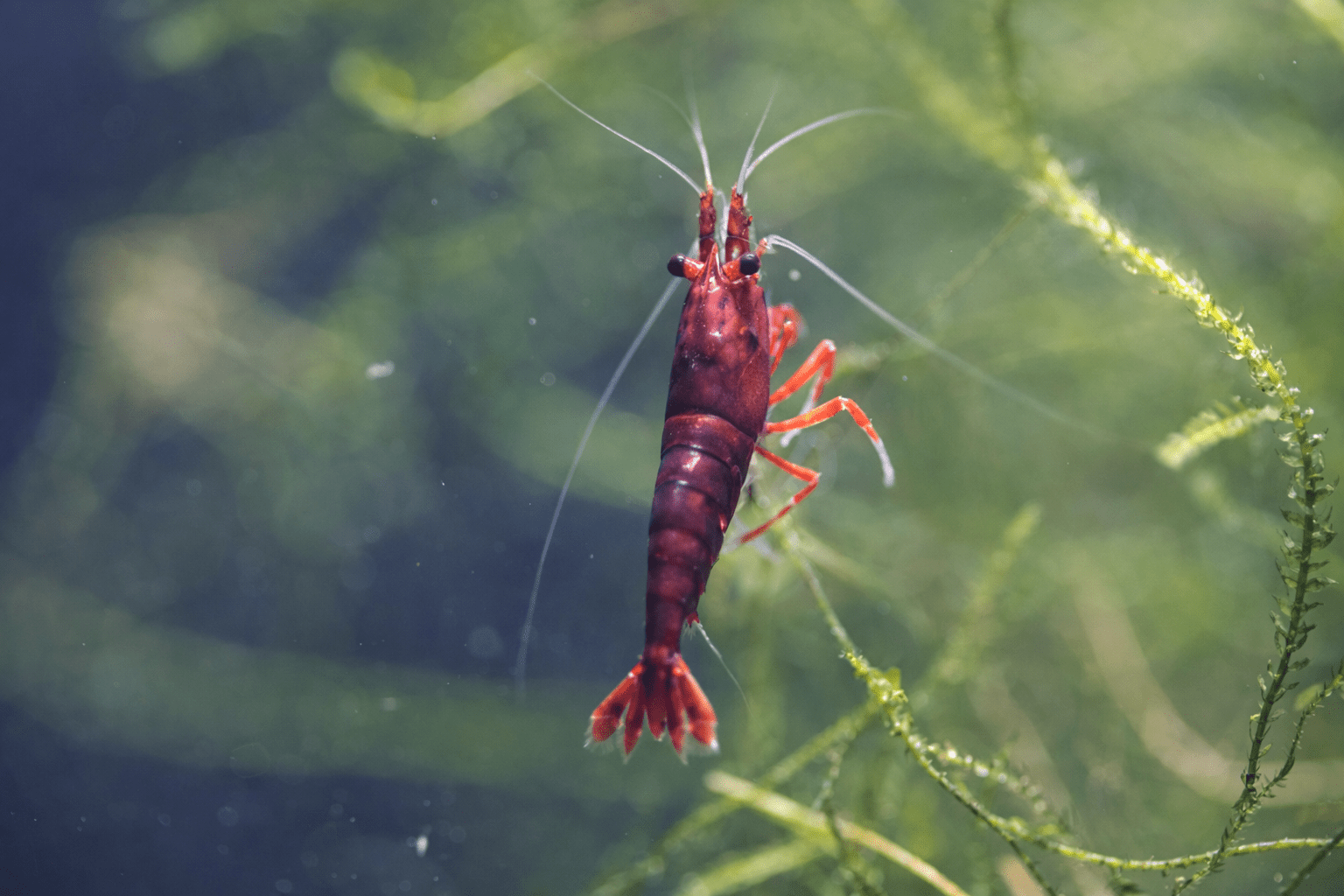 Dark Bloody Mary Shrimp in planted aquarium