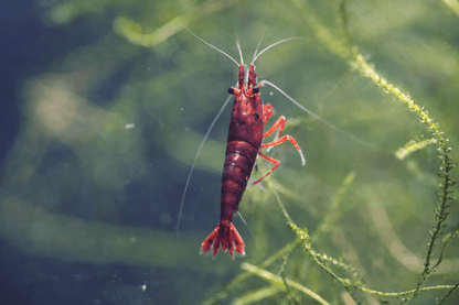 Dark Bloody Mary Neocaridina shrimp with deep red coloration on aquarium plant