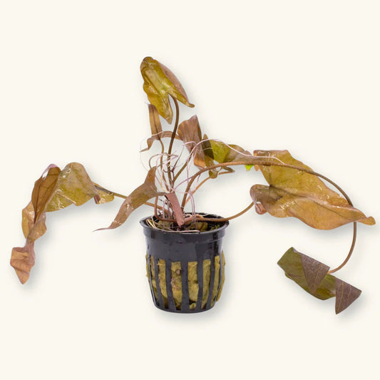 Dwarf Aquarium Lily