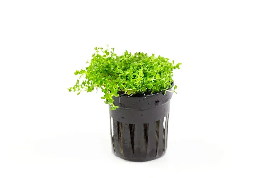 Dwarf Baby Tears in planted aquarium