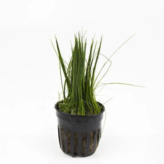 Dwarf Hairgrass in planted aquarium