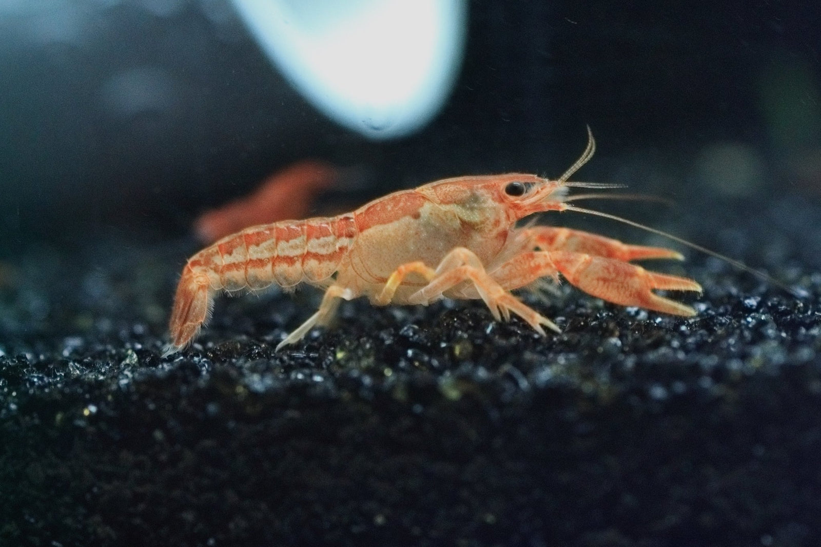 Dwarf Orange Mexican Crayfish in planted aquarium