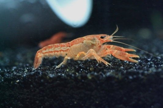 Dwarf Orange Mexican Crayfish