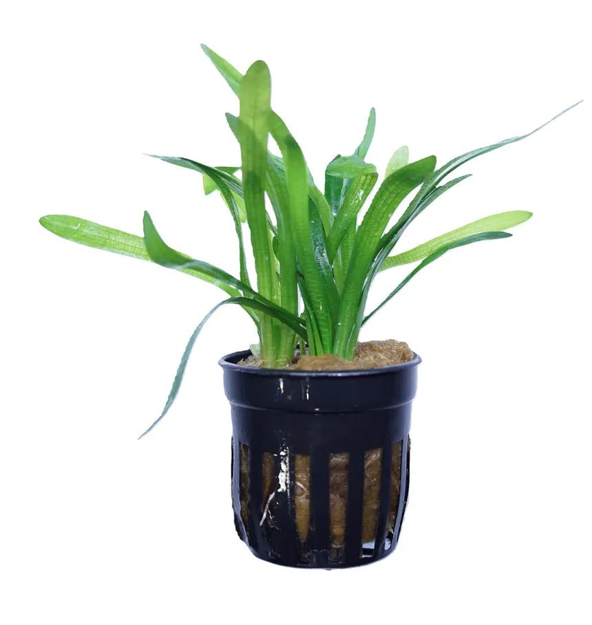 Dwarf Sagittaria in planted aquarium