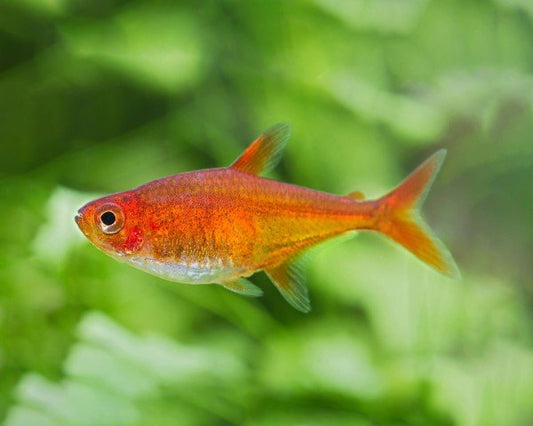Ember Tetra swimming in planted aquarium