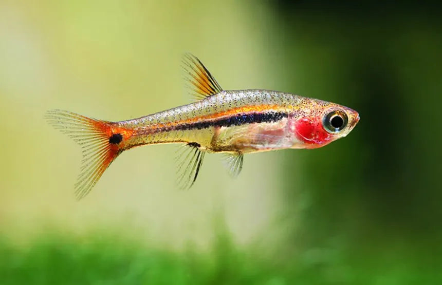 Exclamation Point Rasboras in planted aquarium