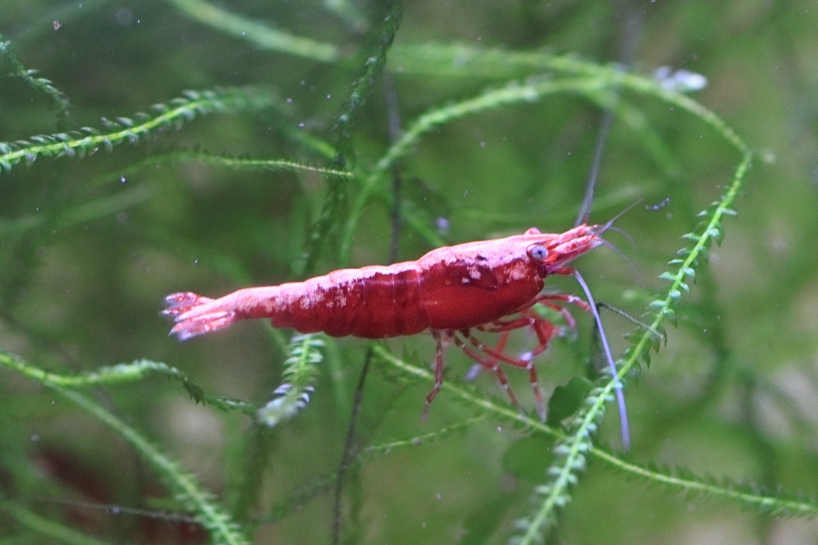 High Grade Cherry Shrimp - Fire Red Shrimp in planted aquarium