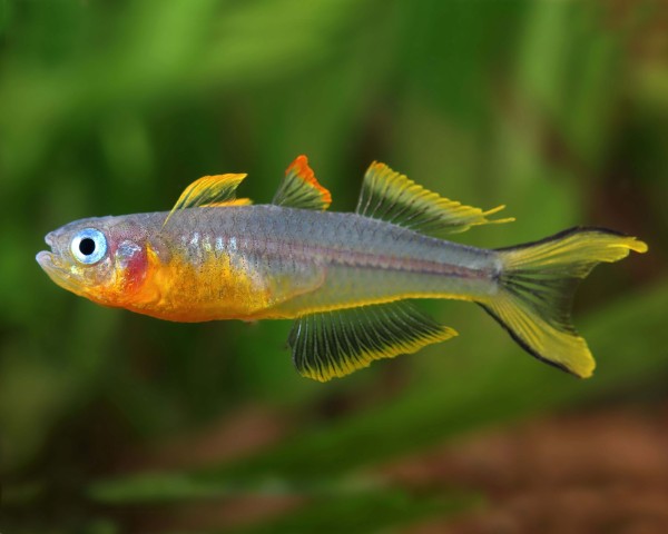 Blue Eye Forktail Rainbowfish in planted aquarium