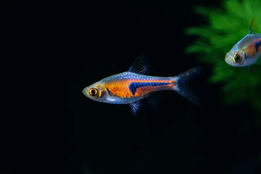 Glowlight Rasbora