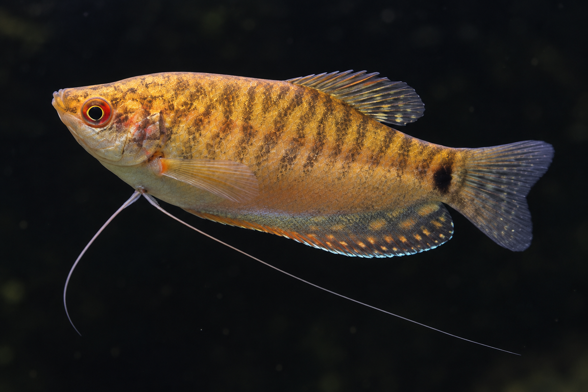 Golden Gourami in planted aquarium
