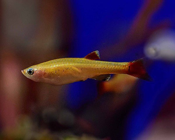 Golden White Cloud Mountain Minnow in planted aquarium