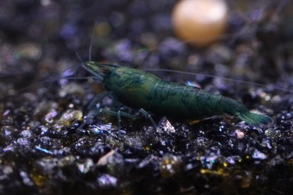 Green Jade Neocaridina shrimp with vibrant green coloration on aquarium plant