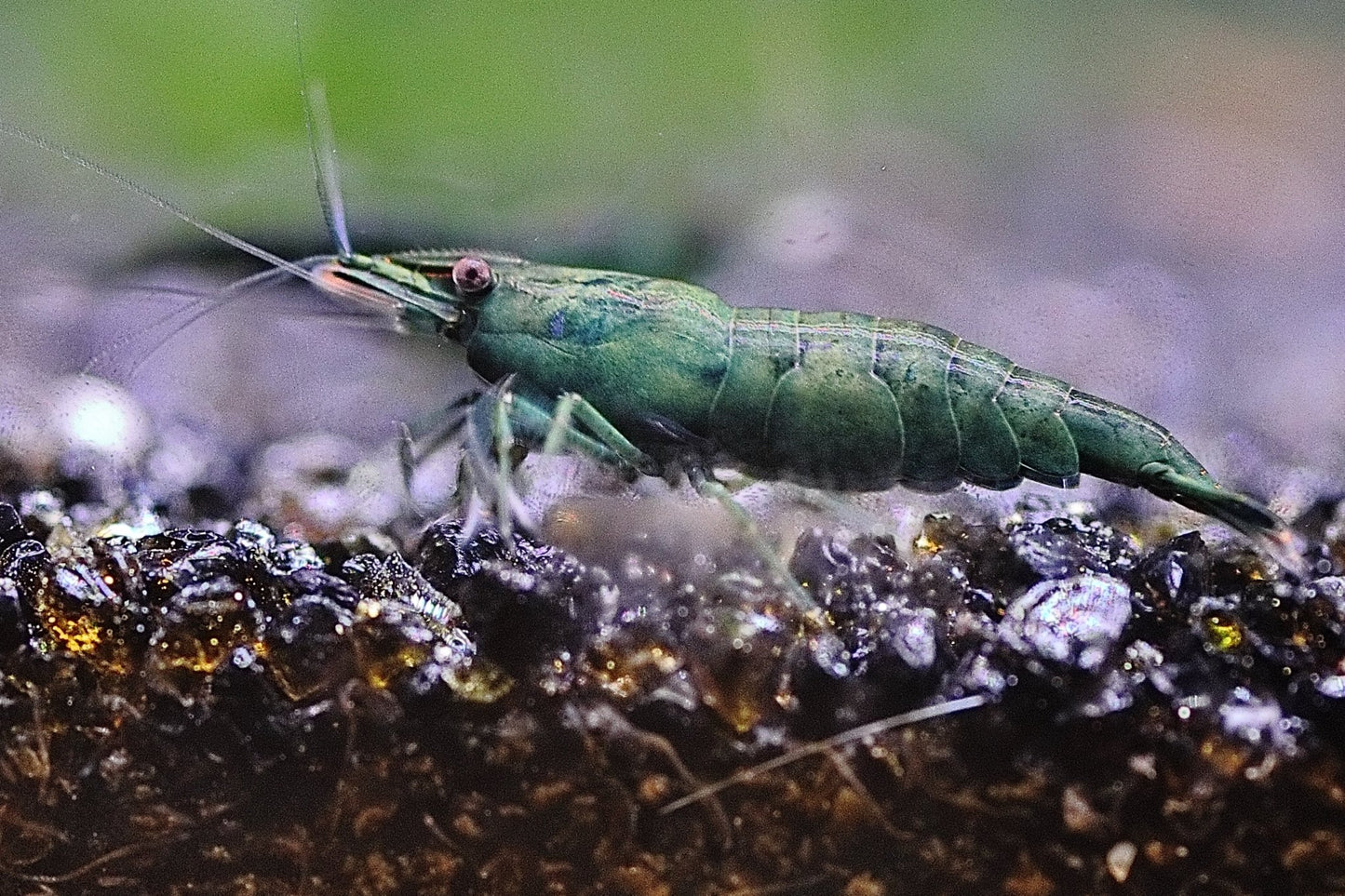 Green Jade Neocaridina shrimp with vibrant green coloration on aquarium plant