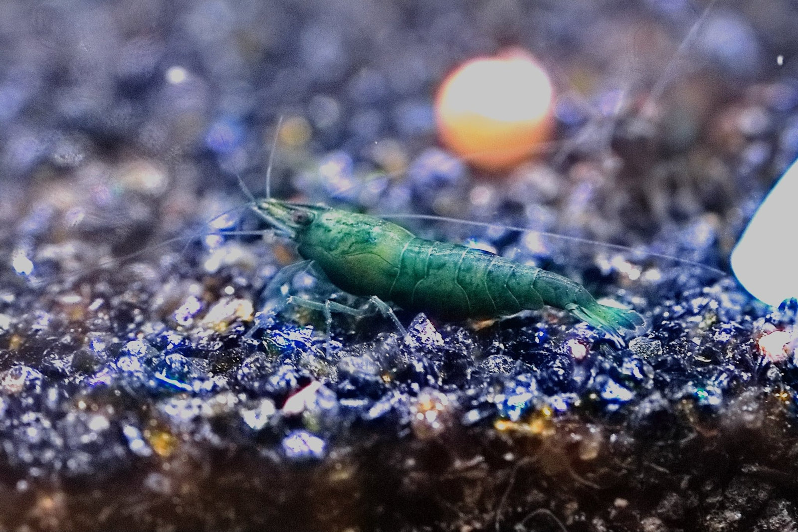 Green Jade Shrimp in planted aquarium