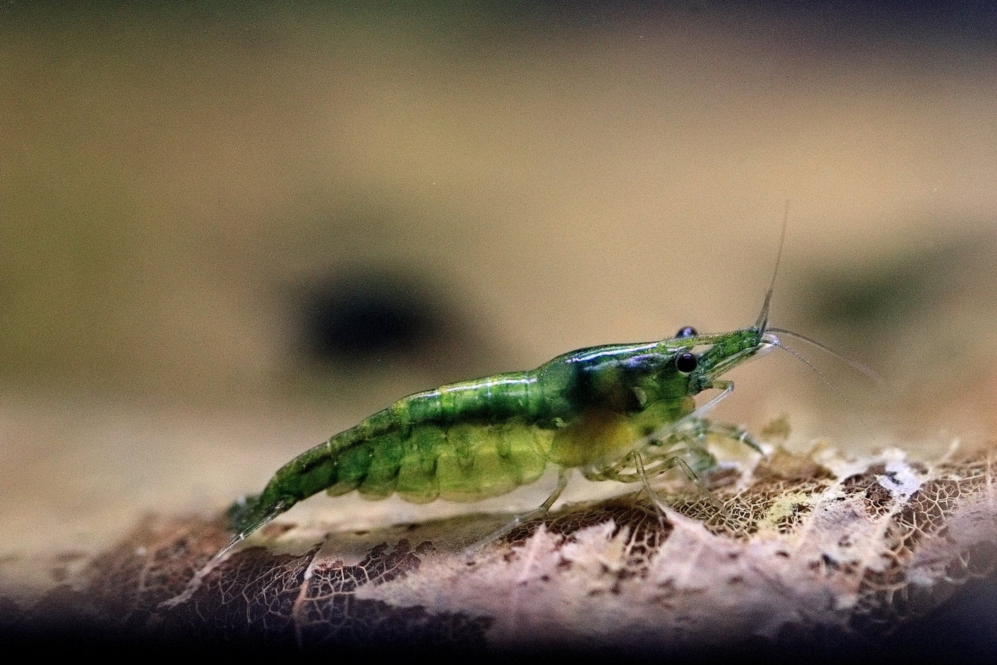 Green Jelly Neocaridina shrimp on almond leaves