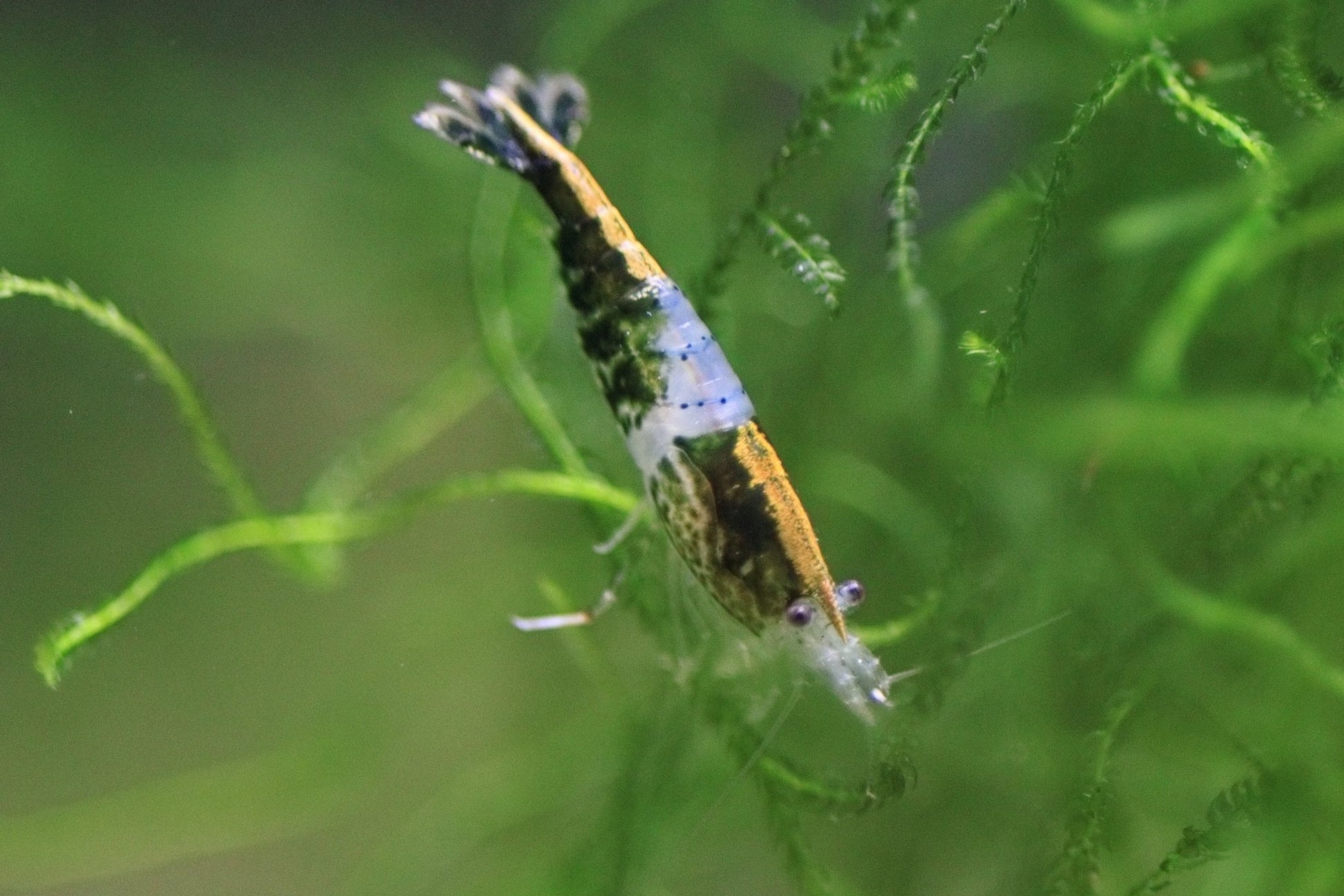 Green Rili Neocaridina shrimp showing rili pattern on aquarium plant