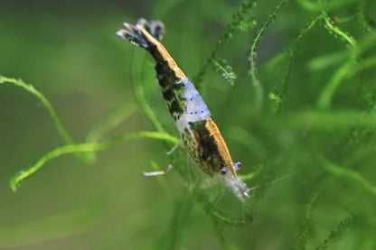 Green Rili Neocaridina shrimp showing rili pattern on aquarium plant