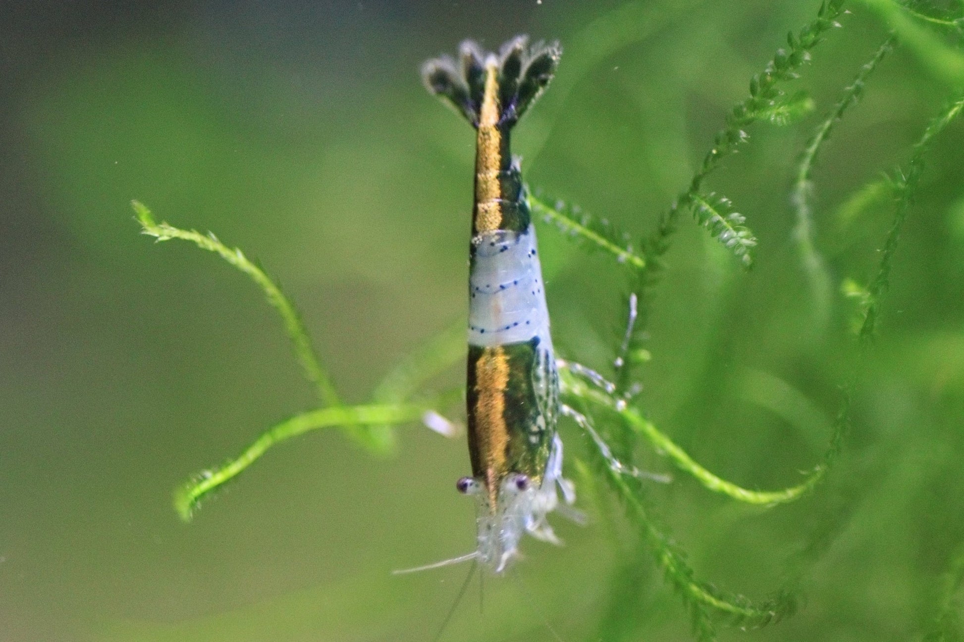 Green Rili Neocaridina shrimp showing rili pattern on aquarium plant