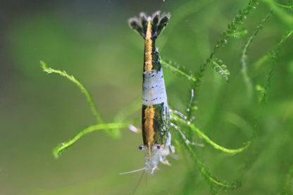 Green Rili Neocaridina shrimp showing rili pattern on aquarium plant