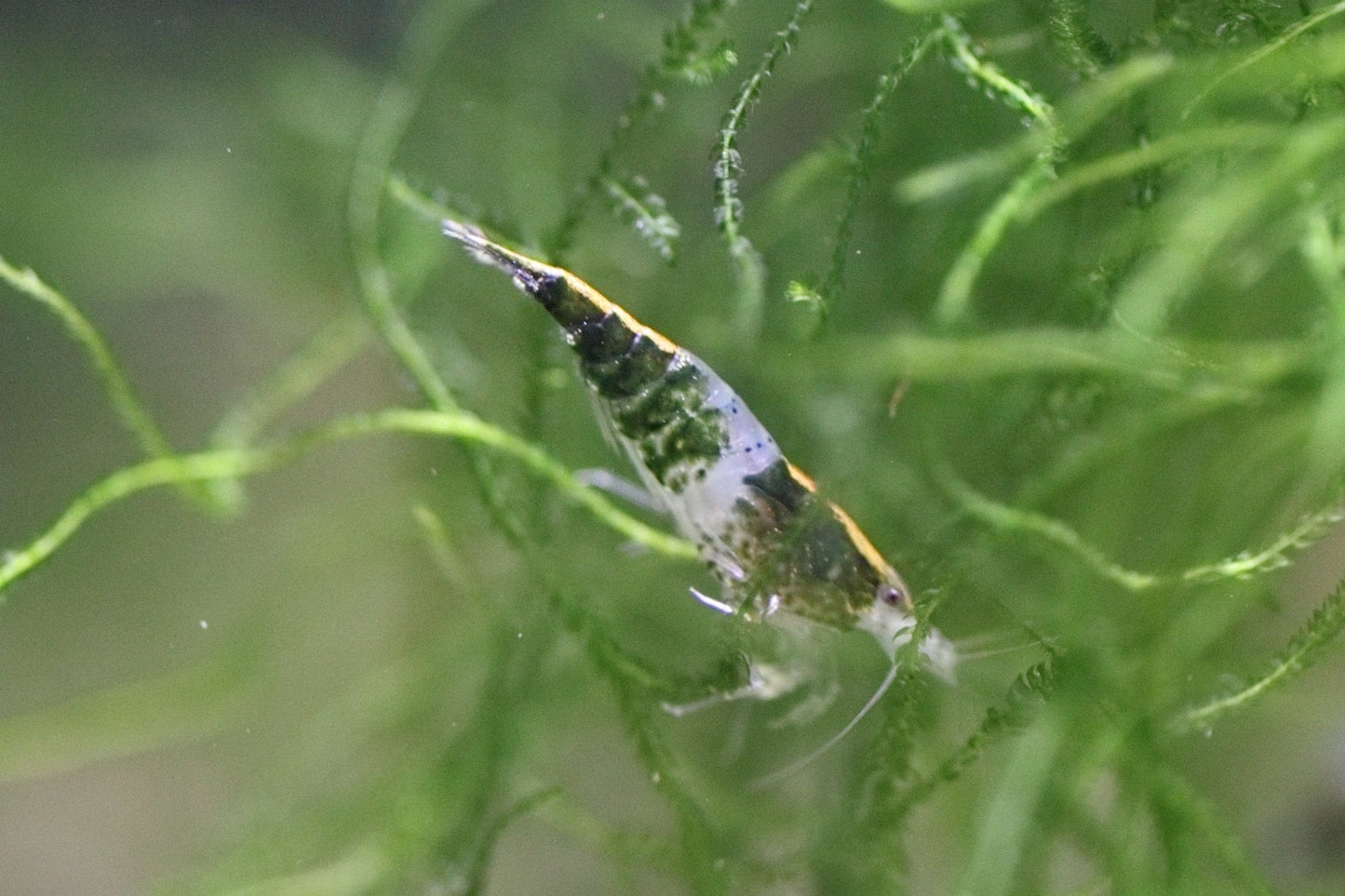 Green Rili Neocaridina shrimp showing rili pattern on aquarium plant