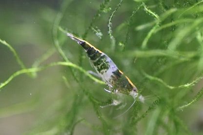 Green Rili Neocaridina shrimp showing rili pattern on aquarium plant