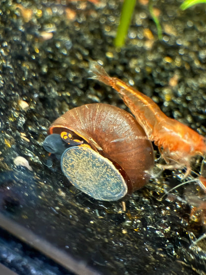 Blueberry Snail