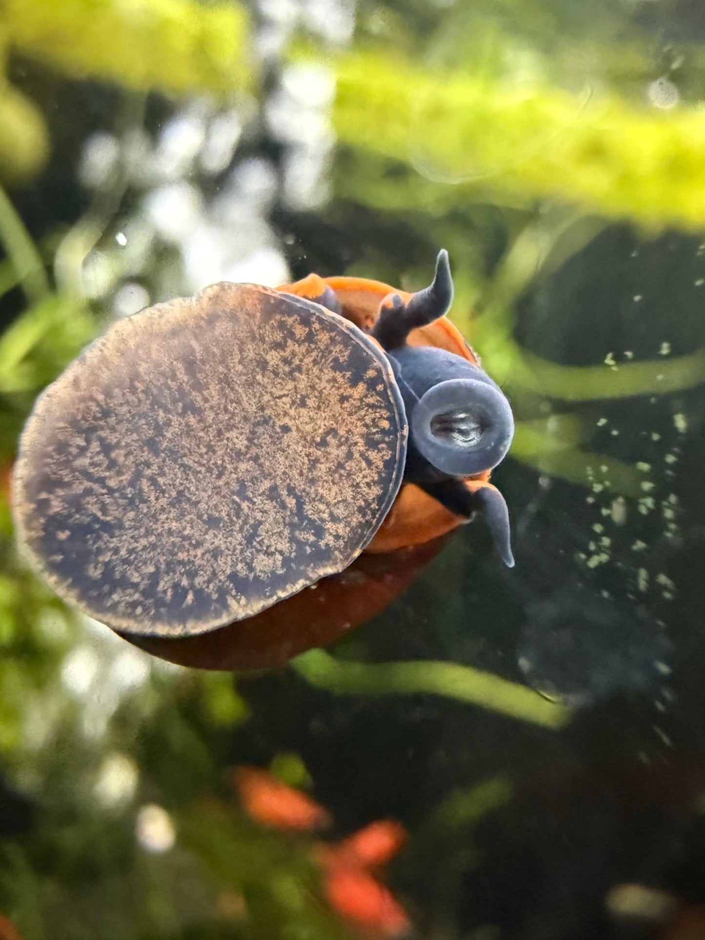 Blueberry Snail