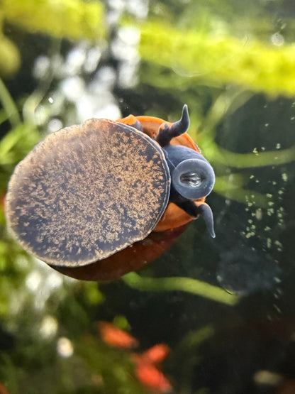 Blueberry Snail
