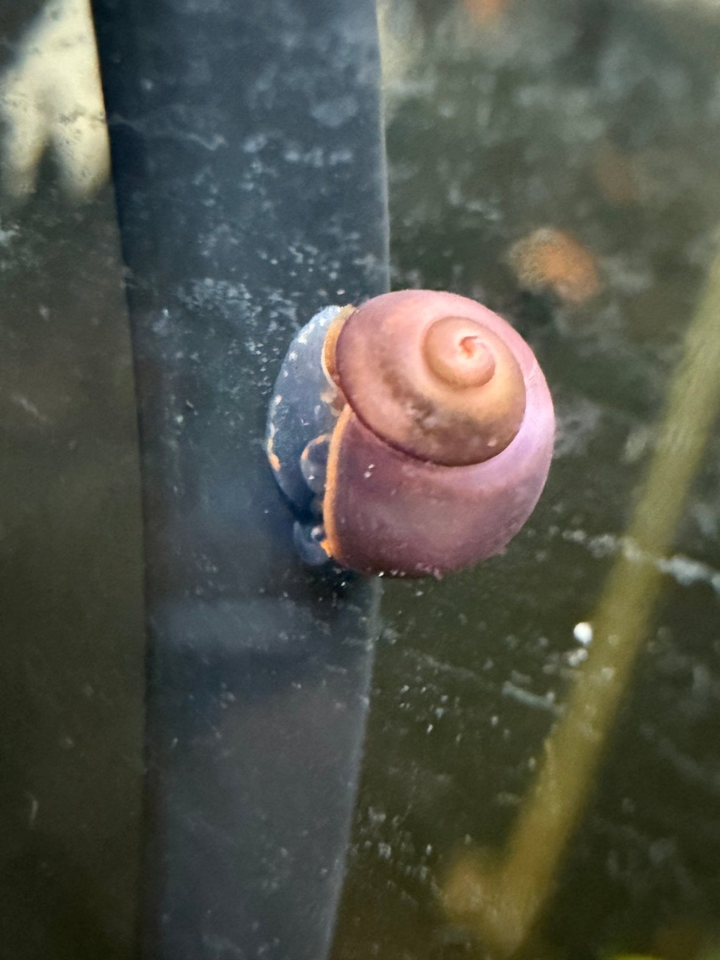 Blueberry Snail