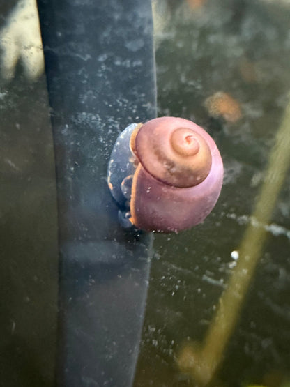 Blueberry Snail
