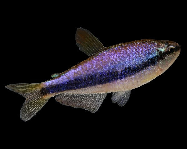 Blue Emperor Tetra in planted aquarium
