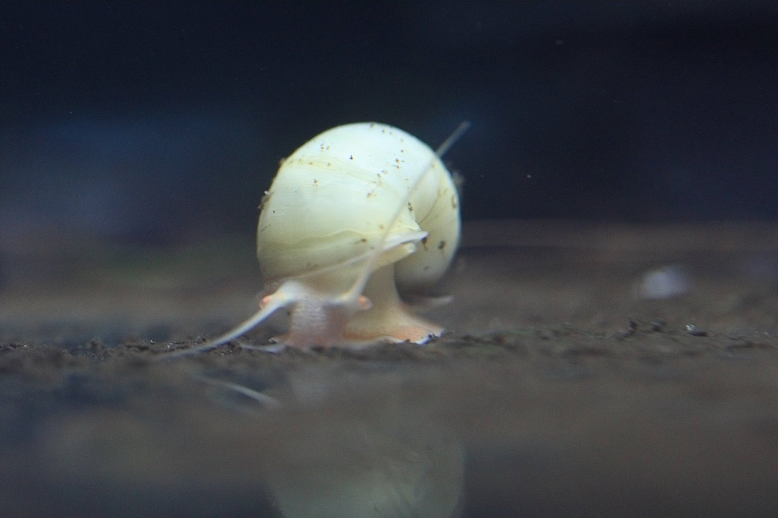 Ivory Mystery Snail in planted aquarium
