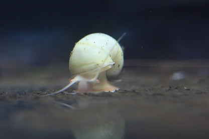 Ivory Mystery Snail with creamy ivory shell in aquarium