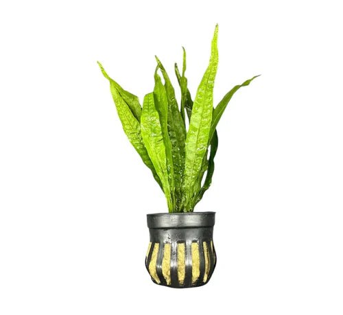 Java Fern in planted aquarium