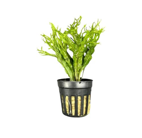 Java Fern Windelov (Lacey Java Fern) in planted aquarium