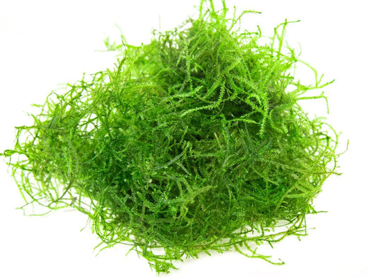Java Moss attached to driftwood in a shrimp tank aquarium