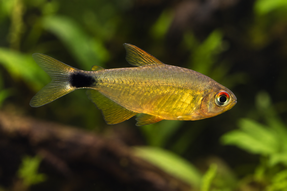 Kitty Tetra in planted aquarium