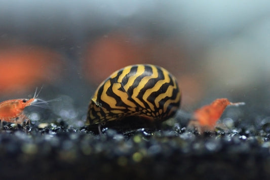 Lightning Bolt Nerite Snail with lightning bolt shell pattern on aquarium surface