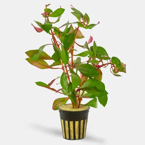 Ludwigia Dark Red in planted aquarium