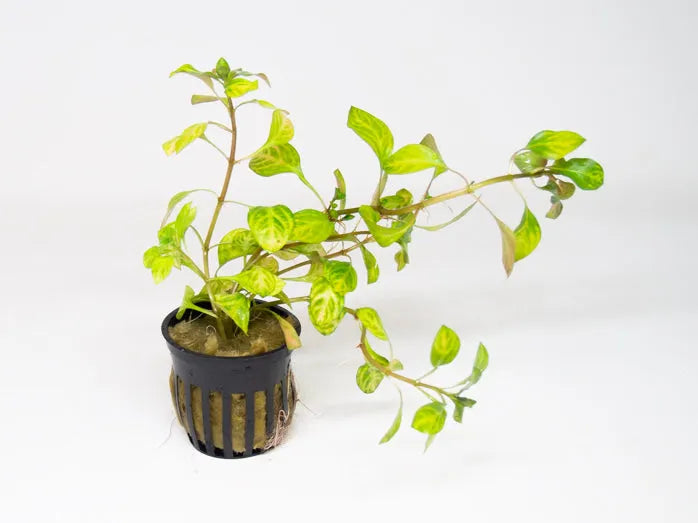 Ludwigia Ovalis in planted aquarium
