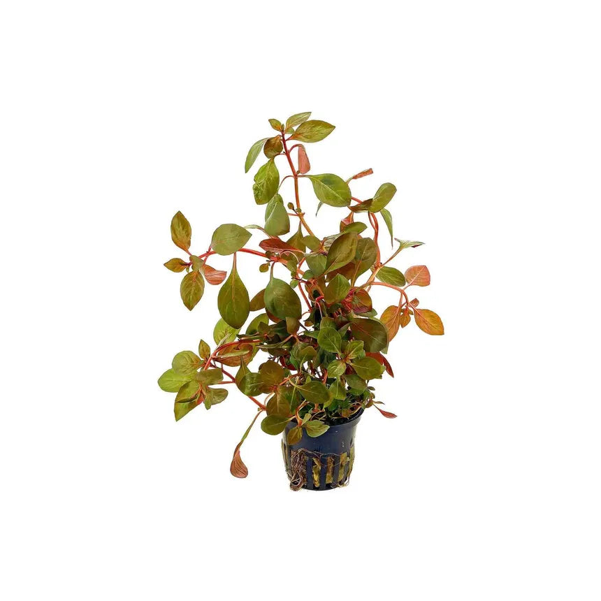 Ludwigia Repens Red plant with red and green leaves in a planted aquarium