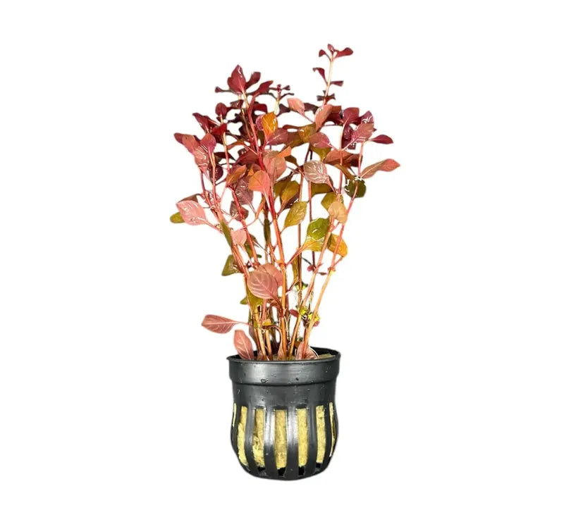 Ludwigia Super Red Mini in planted aquarium