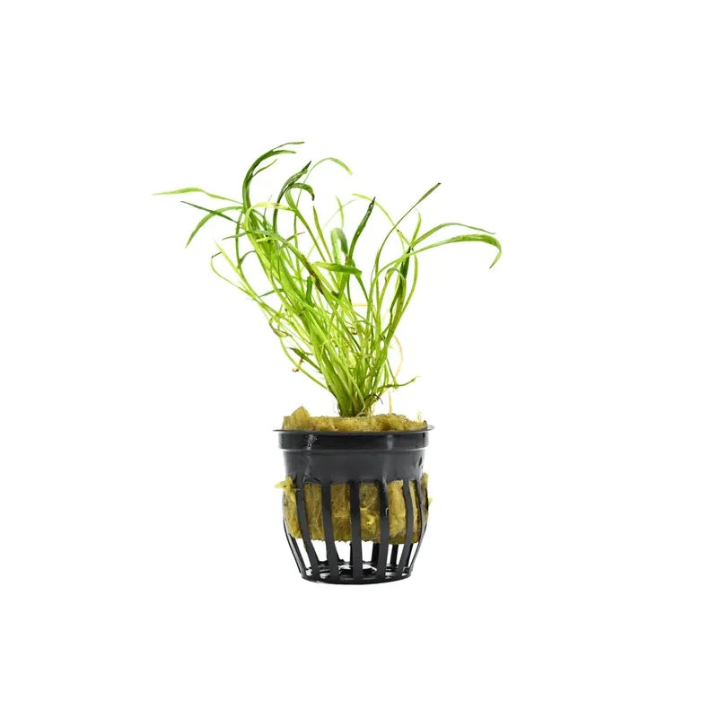 Micro Sword in planted aquarium