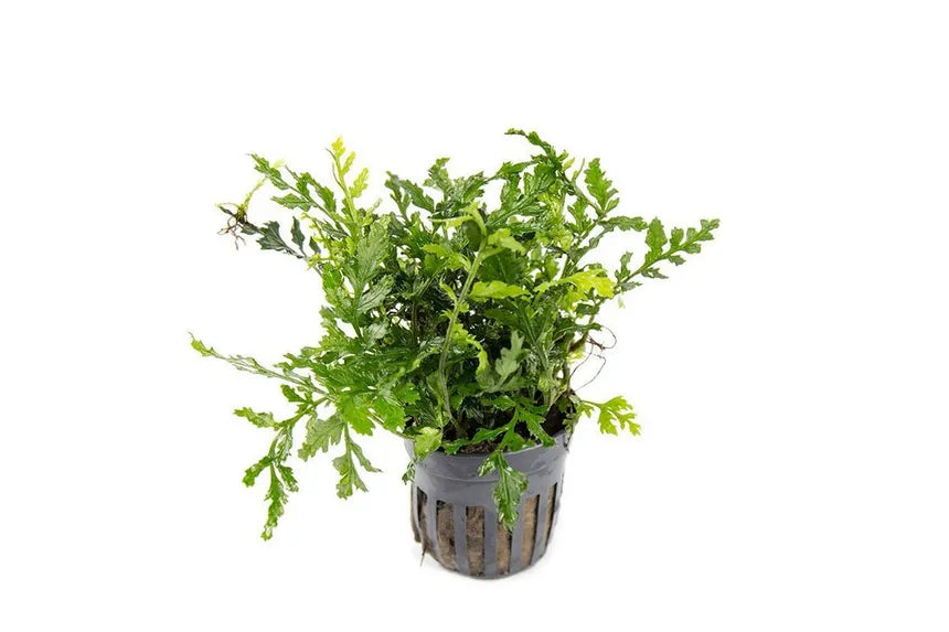 Mini Bolbitis (baby Leaf) Potted in planted aquarium